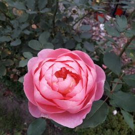 Willers Gartengestaltung Rastede Rose